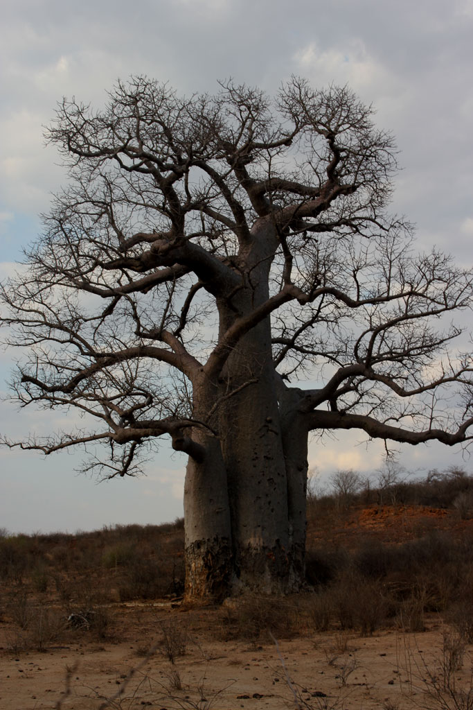 Een reusachtige baobab (Adansonia) staat op enkele meters van de RN 7