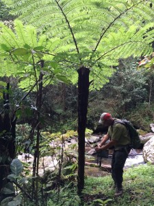 Fred onder een Cyathea boomvaren (foto: Petra)