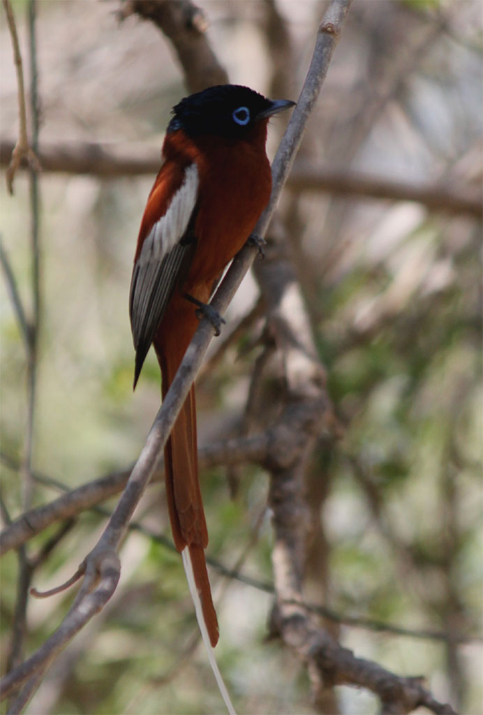Een Madagascan flycatcher zit rustig in een boom