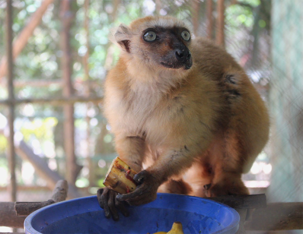 Een blue eyed black lemur (Lemur flavifrons) is aan het eten.