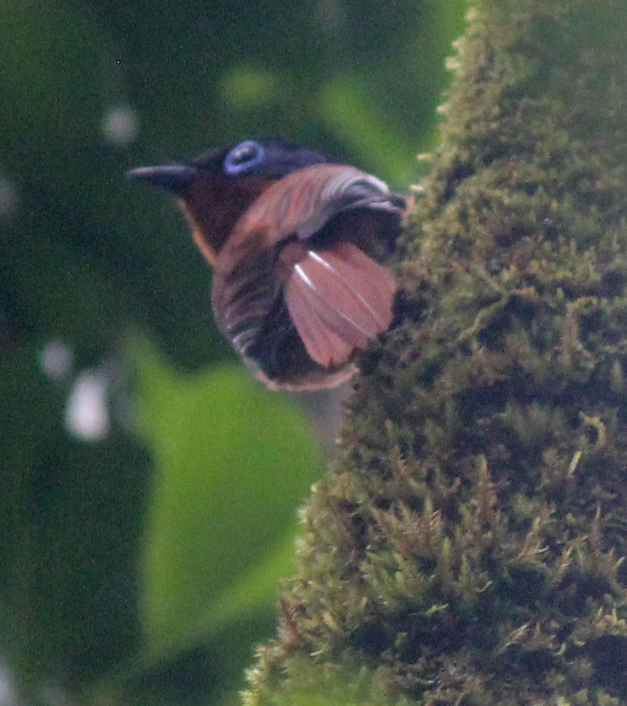 De Madagascar Flycatcher betrap ik als hij op een boom zit, helaas erg ver weg