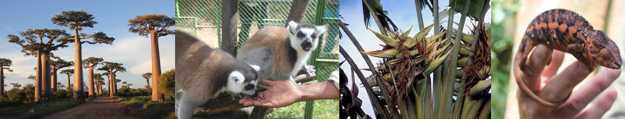 Madagaskarreis 2017